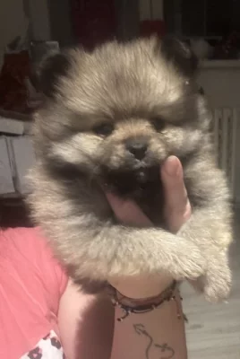 Pomeranian