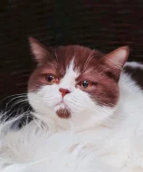 Britská čokoládová harlekýn k odběru