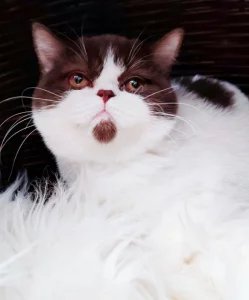 Britská čokoládová harlekýn k odběru