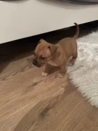 Prodám štěně Staforda