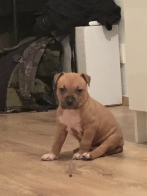 Prodám štěně Staforda