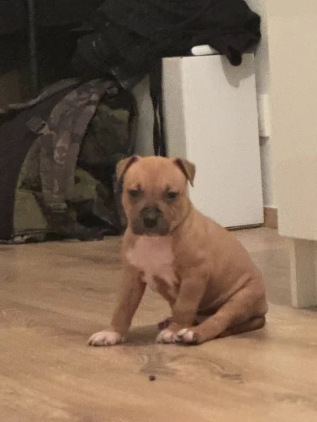 Prodám štěně Staforda