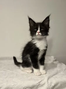 Mainská mývalí bez PP