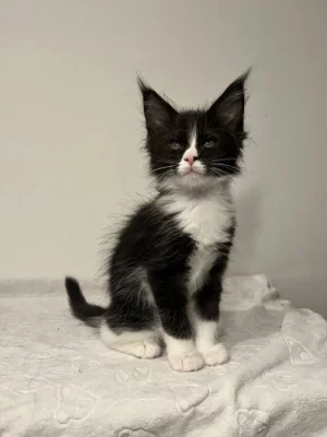 Mainská mývalí bez PP