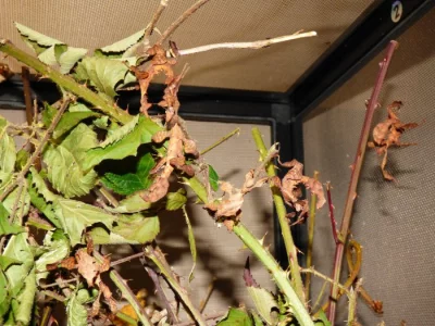 Strašilka australská (Extatosoma tiaratum)