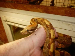 Hroznýš královský (Boa constrictor)