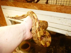 Hroznýš královský (Boa constrictor)