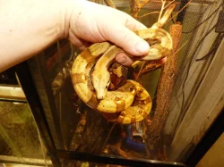 Hroznýš královský (Boa constrictor)