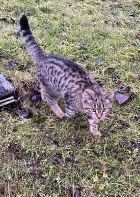 Daruji mourovaté kotě