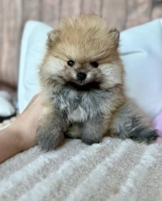 Pomeranian kluci