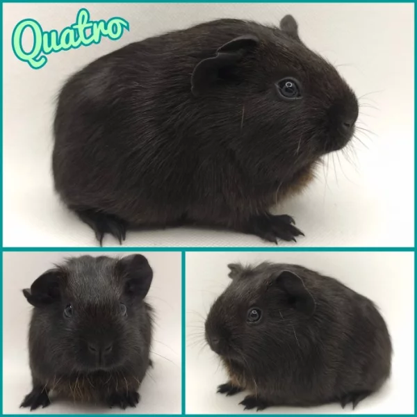 Morče vánoční miminka s PP