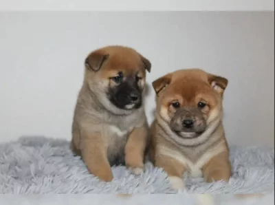 shiba-inu prodej