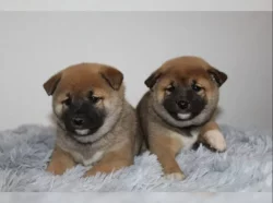 shiba-inu prodej