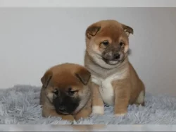 shiba-inu prodej
