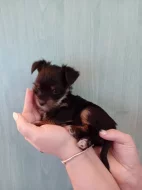 Jorkšír štěňátko krásná holčička