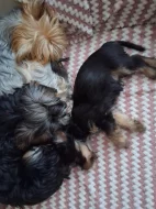 Jorkšír štěňátko krásná holčička