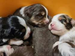 Štěňátka miniaturní americký ovčák