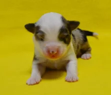 Štěňátka miniaturní americký ovčák