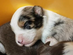 Štěňátka miniaturní americký ovčák