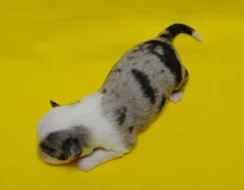 Štěňátka miniaturní americký ovčák