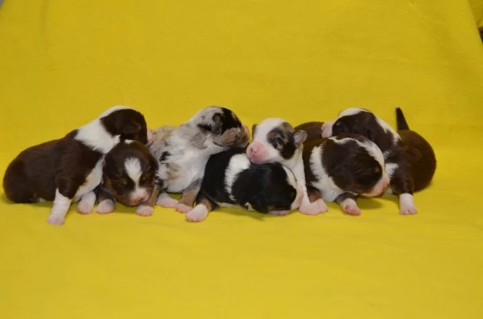 Štěňátka miniaturní americký ovčák