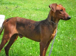 Německý pinč - štěňata s PP