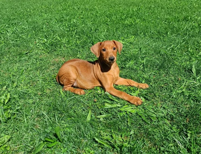 Německý pinč - štěňata s PP