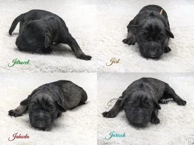 Štěňata malý knírač - pepř a sůl - PP