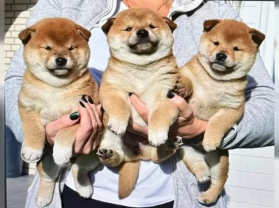 Štěňátka Shiba inu