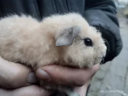 Dva samečci morčat