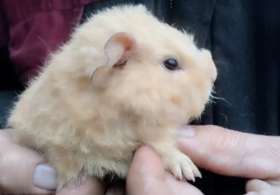 Dva samečci morčat