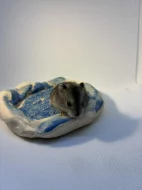 Křečík džungarský – mláďata s PP | CHS Roklinka