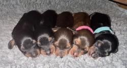 Jezevčík dlouhosrstý trpasličí/králičí s PP