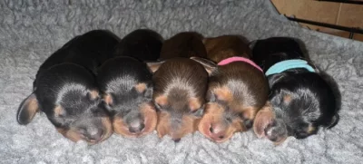 Jezevčík dlouhosrstý trpasličí/králičí s PP