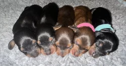 Jezevčík dlouhosrstý trpasličí/králičí s PP