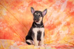 Peruánský naháč - osrstěný pejsek s průkazem původu