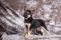 Peruánský naháč - osrstěný pejsek s průkazem původu