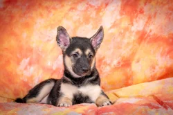 Peruánský naháč - osrstěný pejsek s průkazem původu