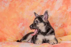 Peruánský naháč - osrstěný pejsek s průkazem původu