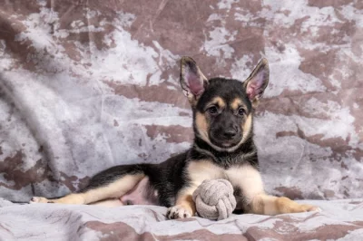 Peruánský naháč - osrstěný pejsek s průkazem původu