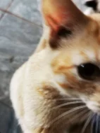 Mazlivá koťátka do bytu