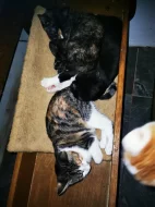 Mazlivá koťátka do bytu