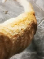 Mazlivá koťátka do bytu