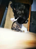 Mazlivá koťátka do bytu