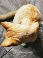 Mazlivá koťátka do bytu