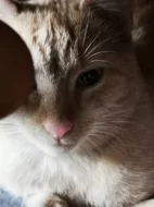 Mazlivá koťátka do bytu