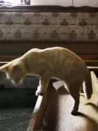 Mazlivá koťátka do bytu