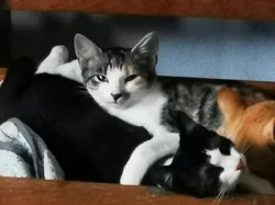 Mazlivá koťátka do bytu