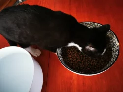 Mazlivá koťátka do bytu