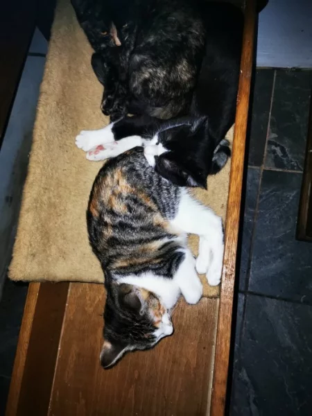 Mazlivá koťátka do bytu